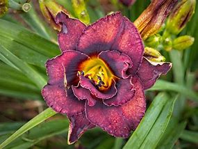 Hemerocallis Voodoo Dancer-साठीचा प्रतिमा निकाल