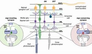 Image result for Retinal Synapses
