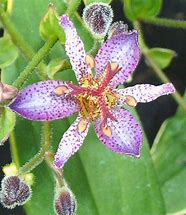 Image result for Tricyrtis Autumn Glow