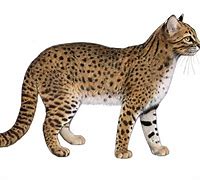 Image result for Biggest Wild Cat