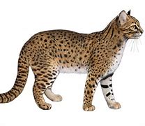 Image result for Wild Cat Species List