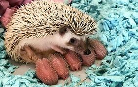 Image result for Hedgehog Giving Birth