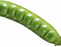Image result for How Big Is a Pea