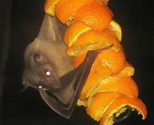 Image result for Egyptian Fruit Bat