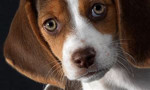 Image result for Beautiful Dog Eyes