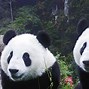 Image result for Giant Panda Wallpaper