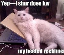 Image result for Cat Memes Clean and Funny