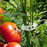 Image result for Plant Clips for Tomato Plants