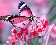 Image result for Beautiful Butterfly Background Images