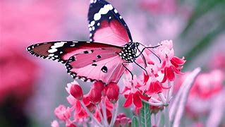 Image result for Beautiful Butterfly Screensavers
