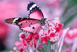 Image result for 10 Best Wallpapers Butterflies