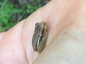 Image result for Baby Cuban Tree Frog