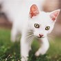 Image result for White Cat Face