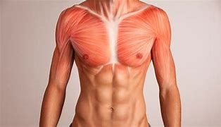 Image result for Torn Pectoral Tendon