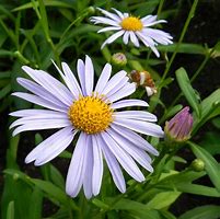 Image result for Aster koraiensis