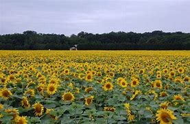 Image result for Sunflower Phone Background