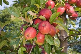 Image result for Malus domestica Gloster