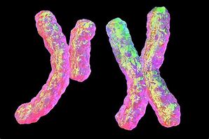 Image result for Chromosome 12 Human