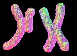 Image result for chromosom_10