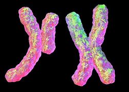Image result for chromosom_1