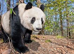 Image result for Male Panda