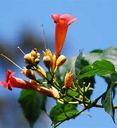 Image result for Trumpet Vine