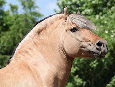 Image result for Oldest Horse Breed