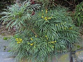 Image result for Mahonia eurybracteata Sweet Winter