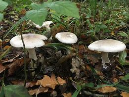 Image result for agaric�c4o