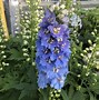 Image result for Delphinium elatum Light Blue with White Bee