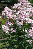 Phlox paniculata bright eyes-এর ছবি ফলাফল