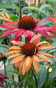 تصویر کا نتیجہ برائے Echinacea purpurea Hot Summer ®