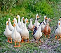 Image result for Duck Farm