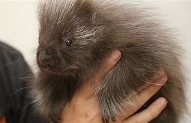 Image result for Adorable Baby Porcupine
