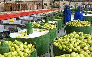 Image result for Store Fruit Packaging