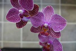 Image result for Orchid Line Dart