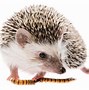 Image result for Hedgehog Picturees
