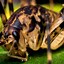 Image result for Camel Crickets Pictures