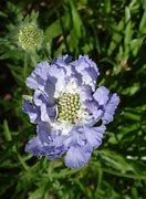 Image result for Scabiosa caucasica Clive Greaves