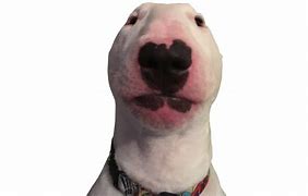 Image result for Walter Dog 1080X1080