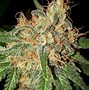 Image result for Marijuana OG Kush Plant