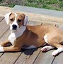 Image result for Pitbull Beagle Mix 6 Months
