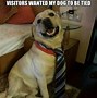 Image result for White Dog with Smiling Meme