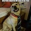 Image result for Phone Meme Dog Cute