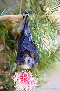 Image result for Baby Bat Hanging