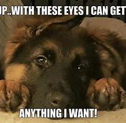 Image result for Sad Dog Meme