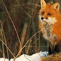 Image result for Cool Red Fox