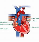 Image result for Heart with Plus Inside