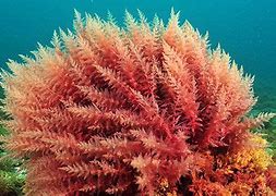 Image result for Types of Sea Moss