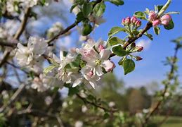 Image result for Pink Apple Blossom Tree